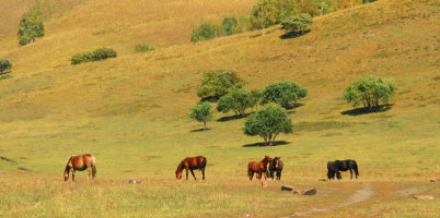 金秋坝上草原摄影,坝上秋天摄影攻略