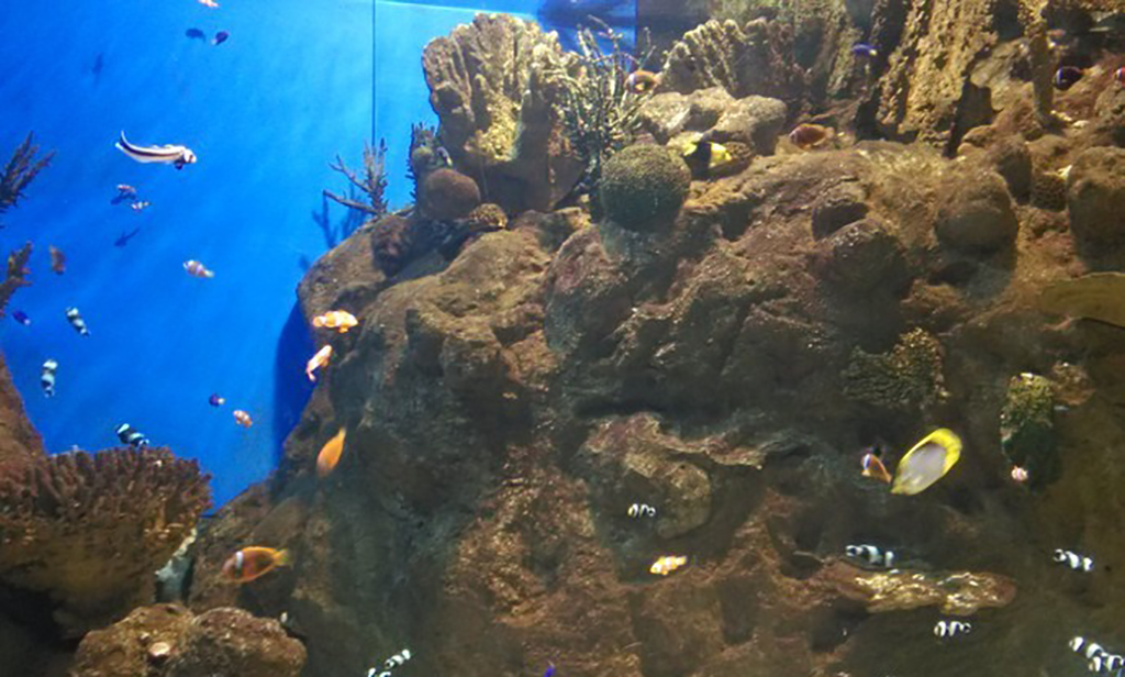 广州海洋馆和正佳海洋馆哪个好,广州比较好玩的海洋馆推荐