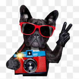 买狗粮买什么最好吃的品种,买什么狗粮