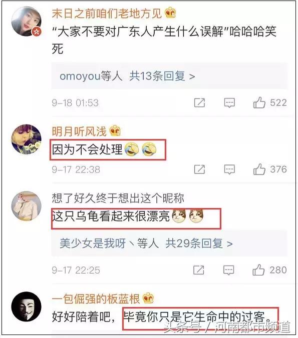 没有感情的广东人！台风天救起的乌龟，第二天就炖汤啦？