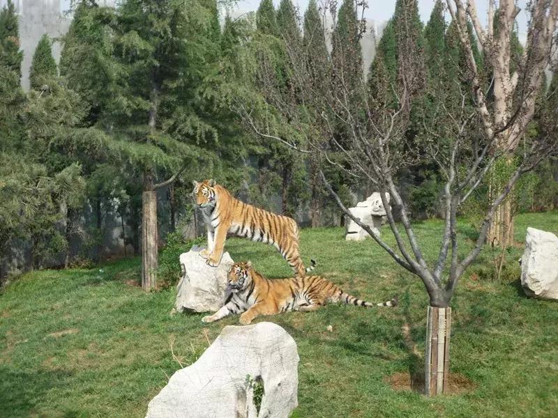 潍坊金宝乐园2022年初一免费吗,2010年潍坊金宝乐园快乐向前冲