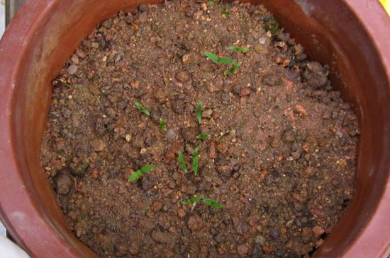 阳台种菜种小萝卜,阳台种菜自己种点豌豆尖