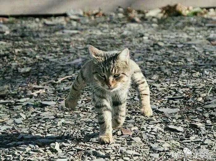 那些有史以来最沙雕的手办,那些被手办大佬神还原的沙雕