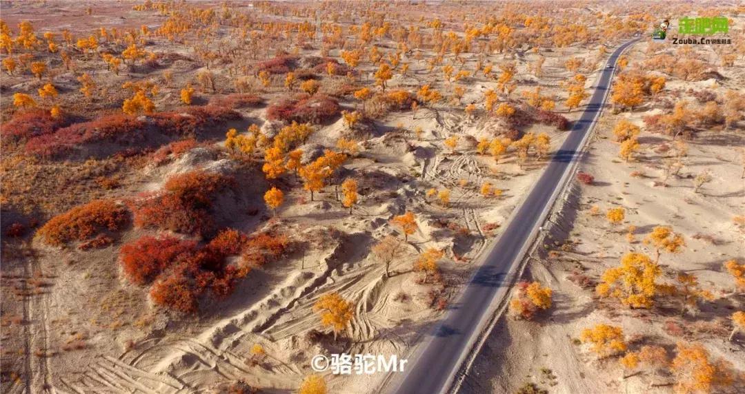 跟着大咖体验南疆最经典路线，玄奘东归路、沙漠胡杨、民俗风情！