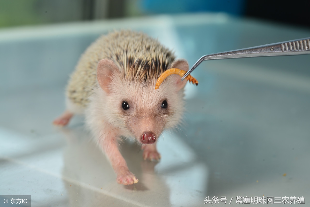 紫珠盆栽的养殖方法和注意事项,紫珍珠的养殖方法及注意事项