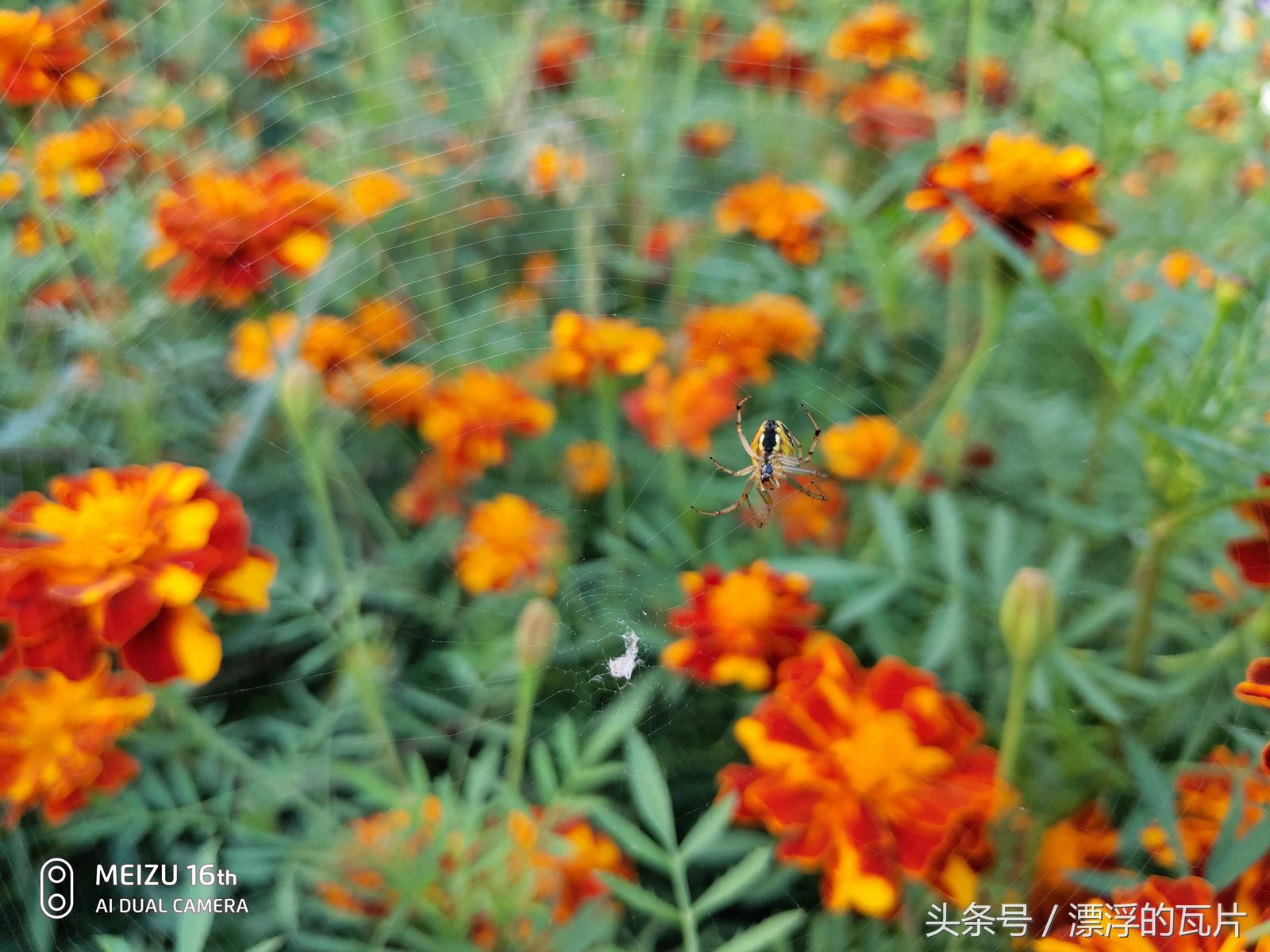 魅族16pro深度评测,魅族16评测蓝色字体