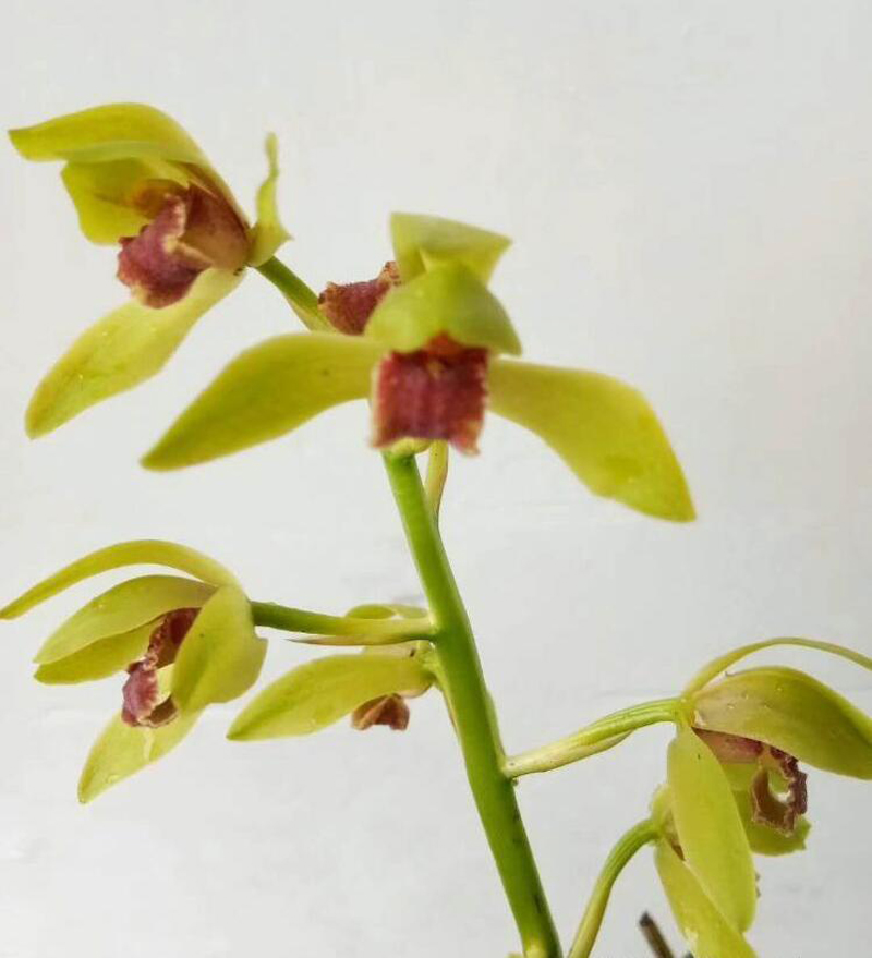 国魂兰花怎么辨别真假,宋梅兰花真假判断方法