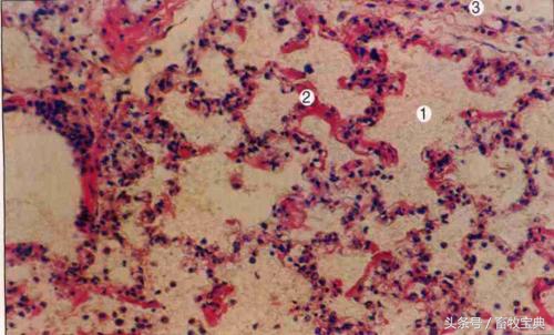 养牛笔记干货分享,养牛日记从头开始