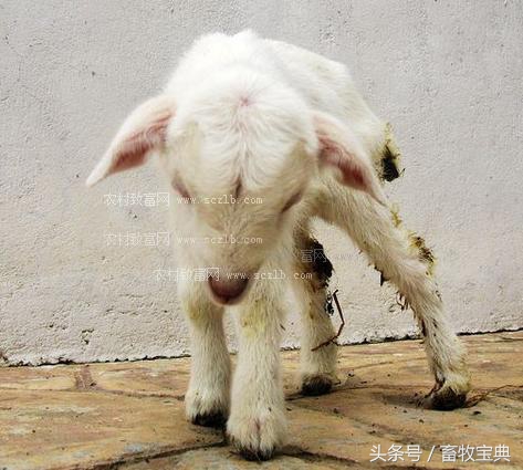 养牛笔记干货分享,养牛日记从头开始