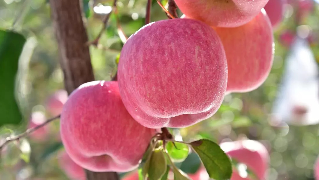 Hi，我是即将站上世界C位的山东！