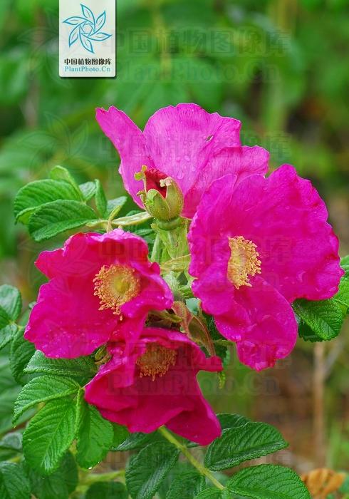 月季香槟玫瑰,月季玫瑰蔷薇你分得清吗