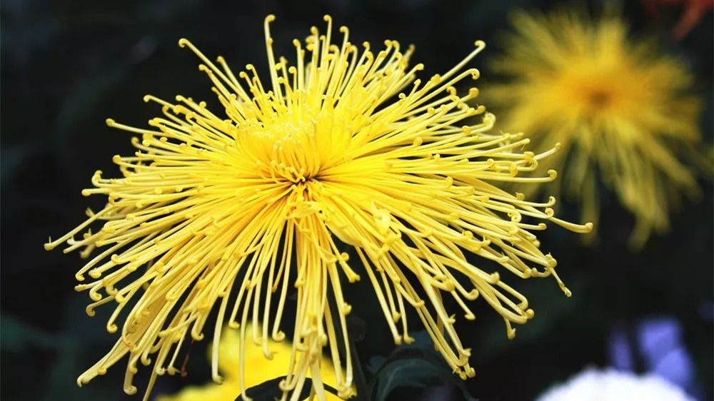 秋日赏菊30张菊花图美到心醉,美到令人心醉的菊花图片