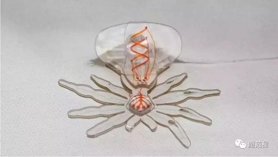 这是一只能进入你身体的“小蜘蛛”，要上演惊悚大片？！