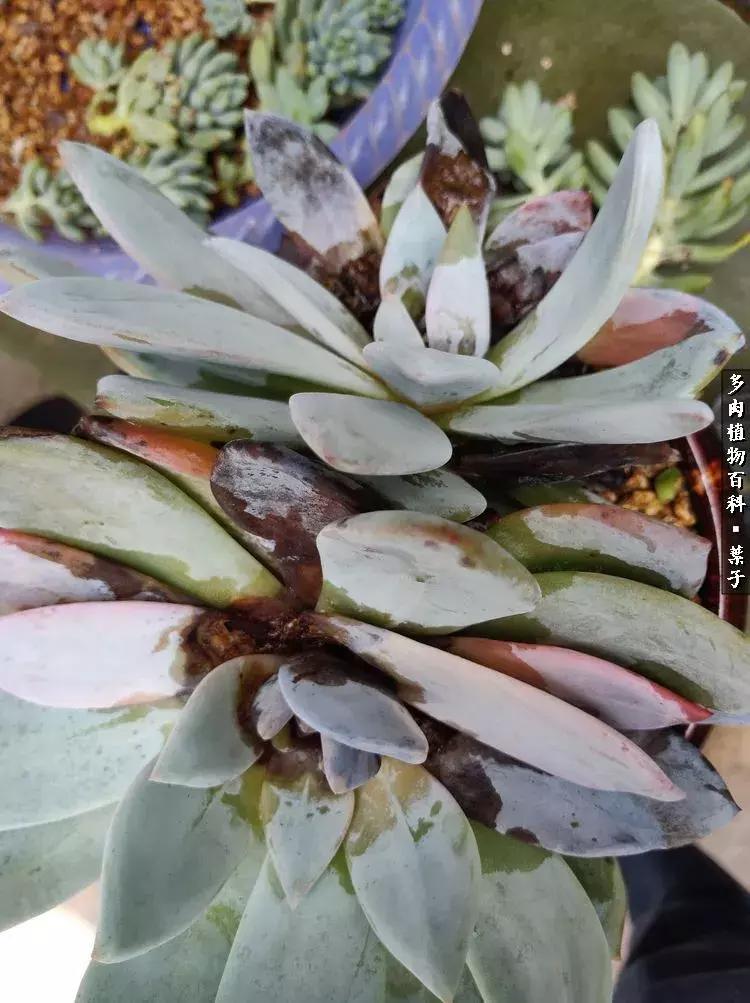 凉风至白露降寒蝉鸣下一句,夏天多肉小白虫消灭方法