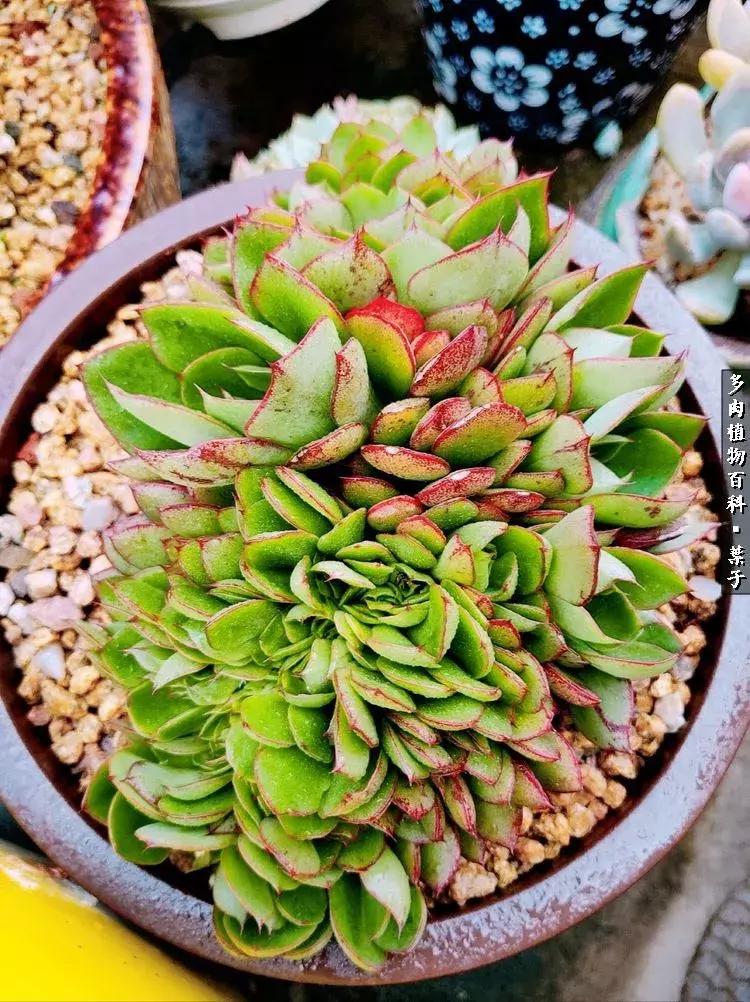 凉风至白露降寒蝉鸣下一句,夏天多肉小白虫消灭方法