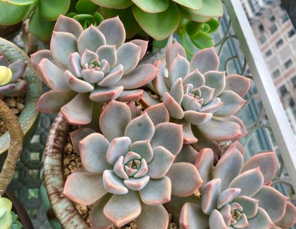 给你们分享多肉植物养护的小技巧,养护多肉植物的36条经验果断收藏