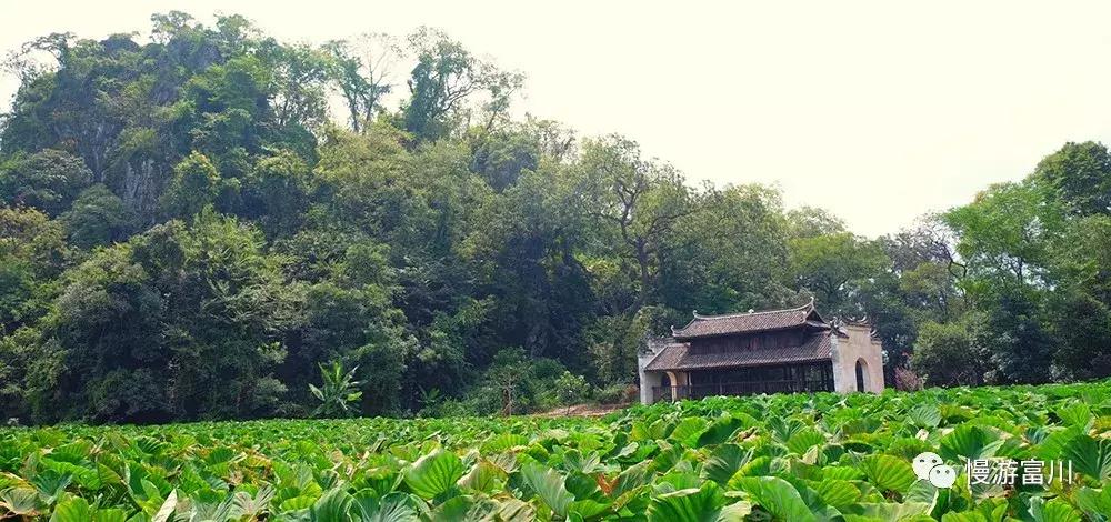 富川山清水秀,富川有树林的地方
