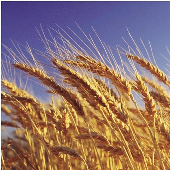 秋分中国农民丰收节面试题,杭州亚运会农民丰收节秋分