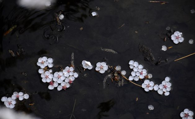 莹莹红豆寄相思便向相思河畔去