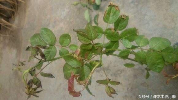 网购月季花黄叶怎么办,网购的月季小苗怎么处理