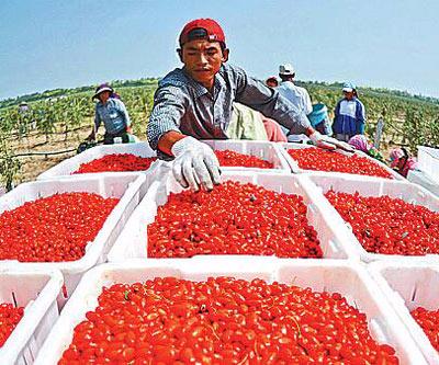 央媒看宁夏,人民日报评价宁夏枸杞