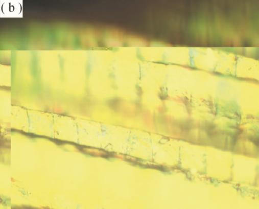 爱美之心皆有之,爱美之心人皆有之