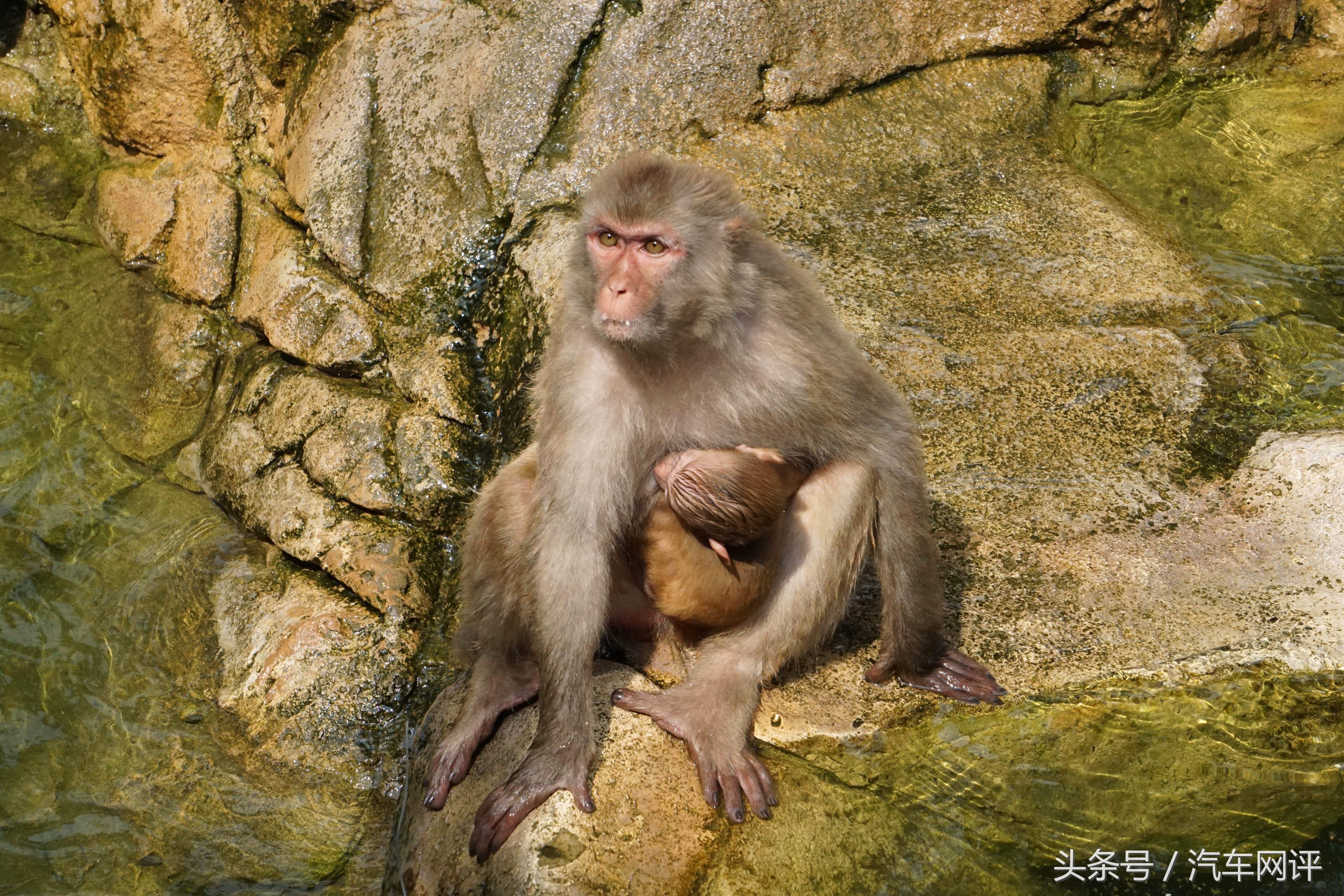 驾着宝马530Le去游玩长隆野生动物世界是一种怎样的体验？