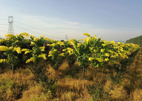 浙江长兴苗木展会,2020中国长兴苗木大会