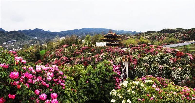 2022贵州免门票景区详细名单公布,贵州门票优惠政策2022织金洞