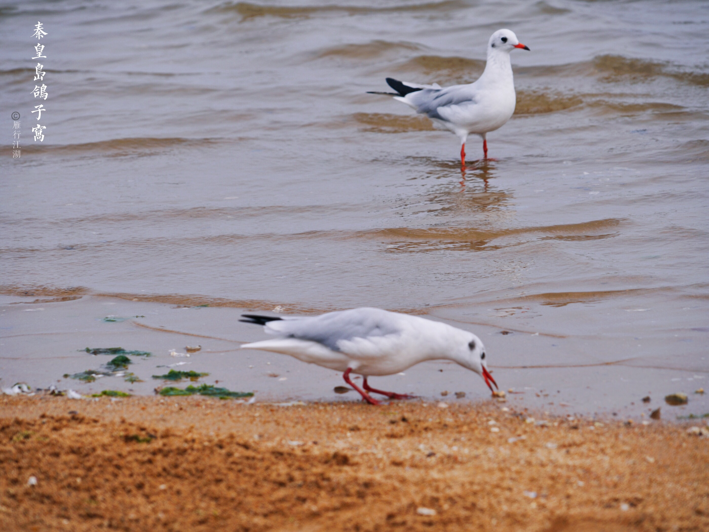 秦皇岛最佳观日出地点,秦皇岛市区日出最佳观赏地