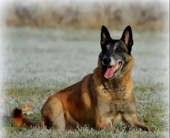 爱狗人士必备的100个技巧,狗狗各个阶段的发育方法