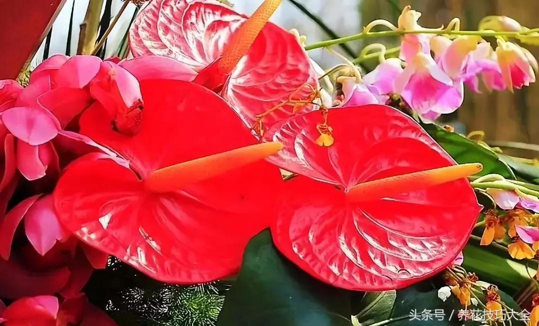 红掌红叶未打开发黑焦干怎么回事,红掌为什么养了三年叶子发黄