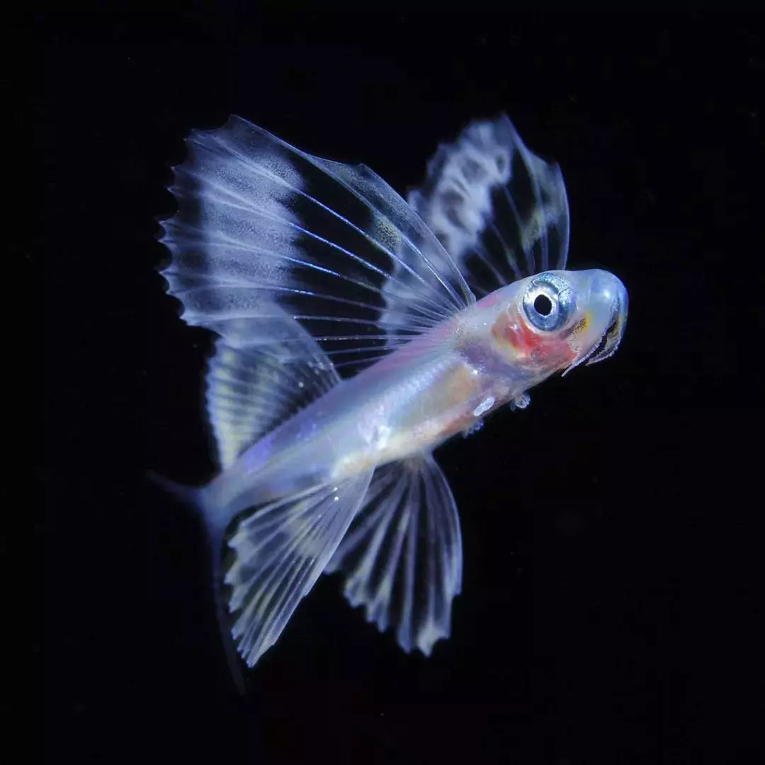 岛国摄影师拍摄深海神秘生物，获国家地理大奖