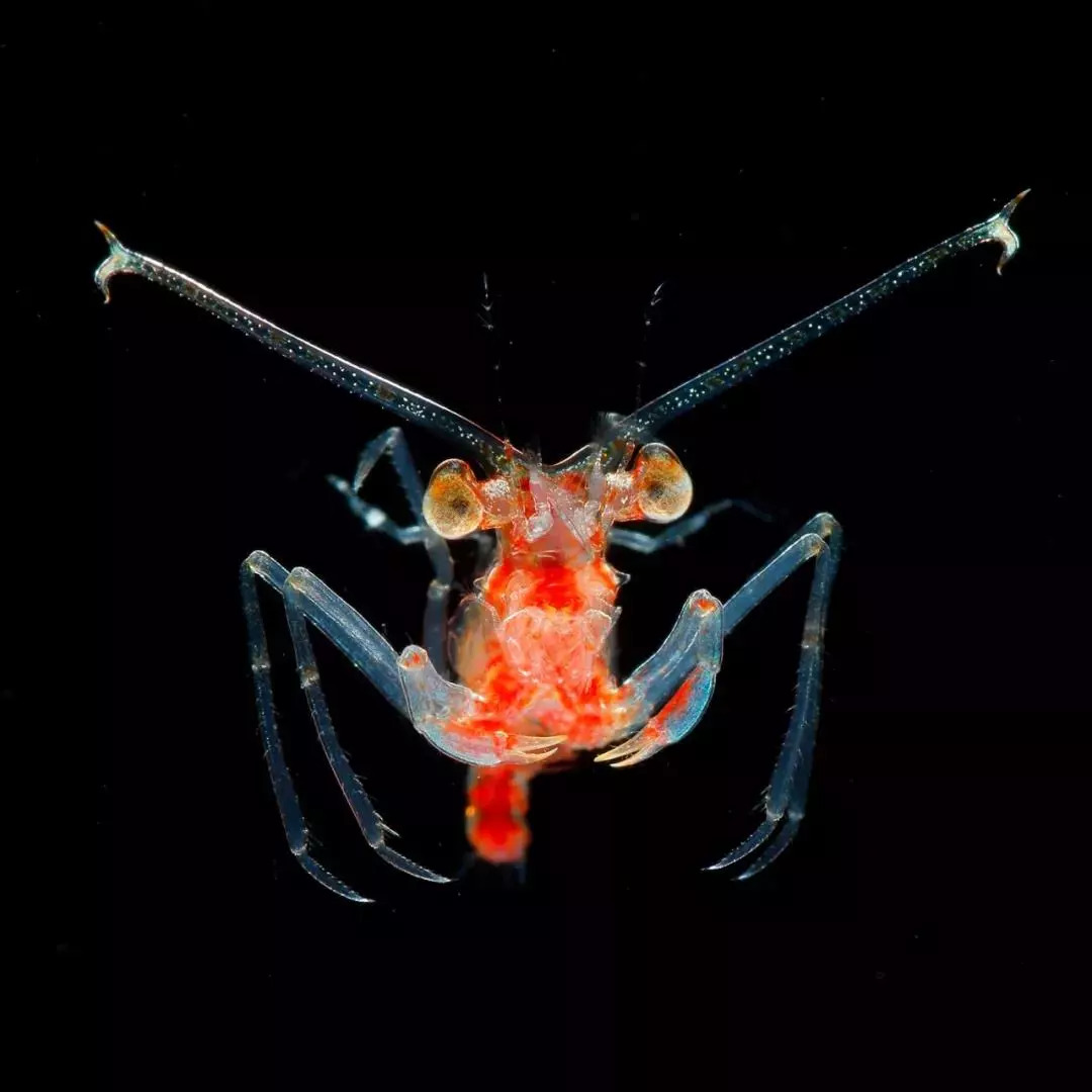 岛国摄影师拍摄深海神秘生物，获国家地理大奖