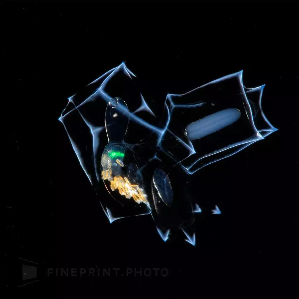 岛国摄影师拍摄深海神秘生物，获国家地理大奖