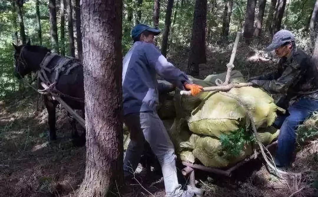 敦化寒葱岭红叶谷风景,吉林红叶最新视频
