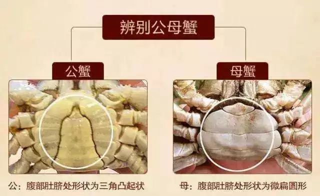 吃海鲜手扎了一下,如果一不小心被海鲜扎了会怎么样