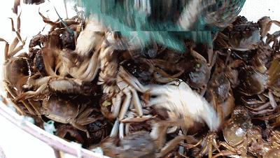 大闸蟹哪些地方不能吃图解,大闸蟹的部位哪个地方不能吃