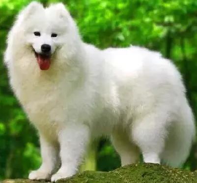 萌宠百科之鬃狮蜥,家有萌宠萨摩耶全集