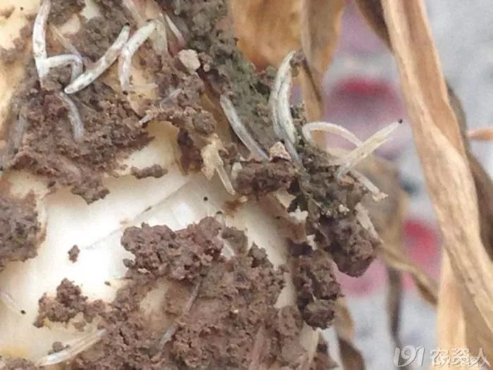 抗性小虫解决方案,高抗性害虫的最佳治疗方法