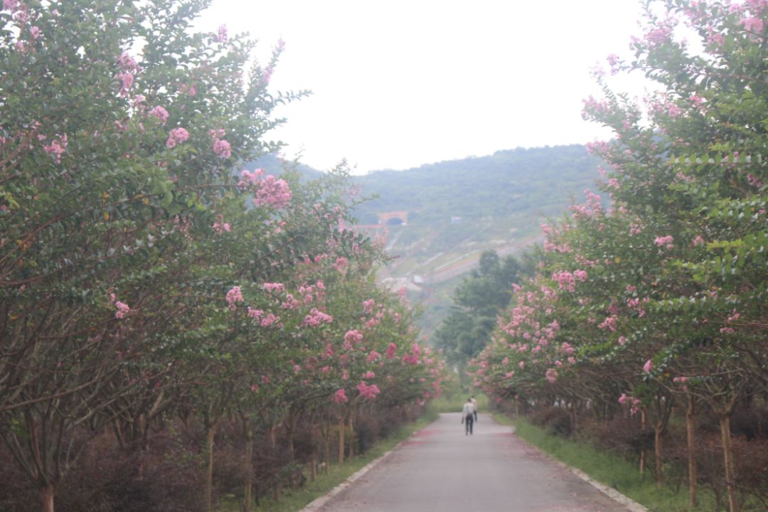 最好看的紫薇花美景,初秋靓丽的紫薇花