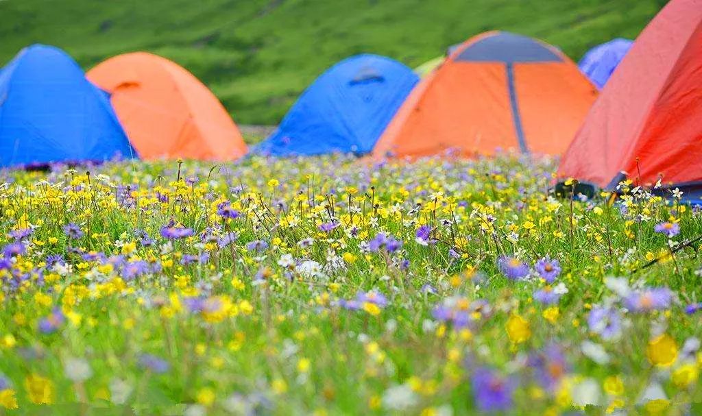 最好看的紫薇花美景,初秋靓丽的紫薇花