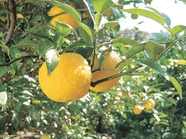 一条拼团｜富含金缕梅精华的爽肤水，全能养护洗发水725g