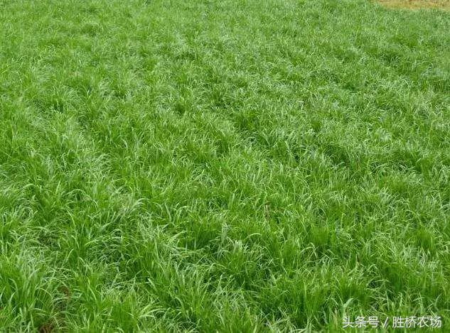 谁有林下种植艾草的经验,果园生草有秘诀