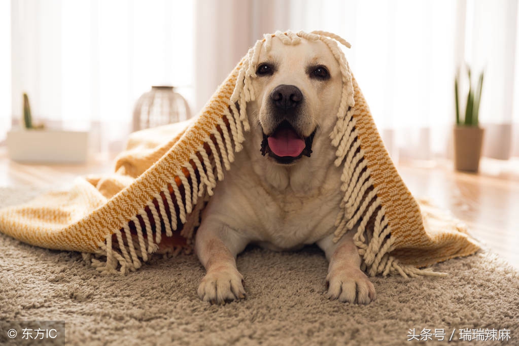 拉布拉多犬皮肤病怎么治疗,拉布拉多皮肤病最佳治疗方法