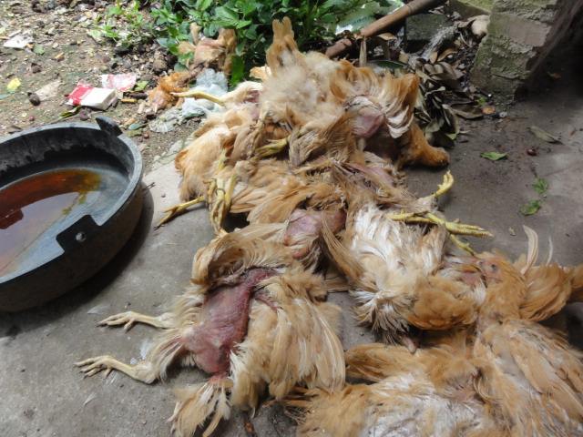 鸡痛风的症状及治疗方法,鸡痛风是什么原因引起的