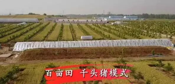 养猪怎么才能提高经济效益,养猪的经济效益和社会效益