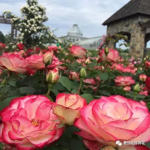 绿萝浇了牛奶叶子发黄,绿萝浇淘米水后叶子大面积发黄