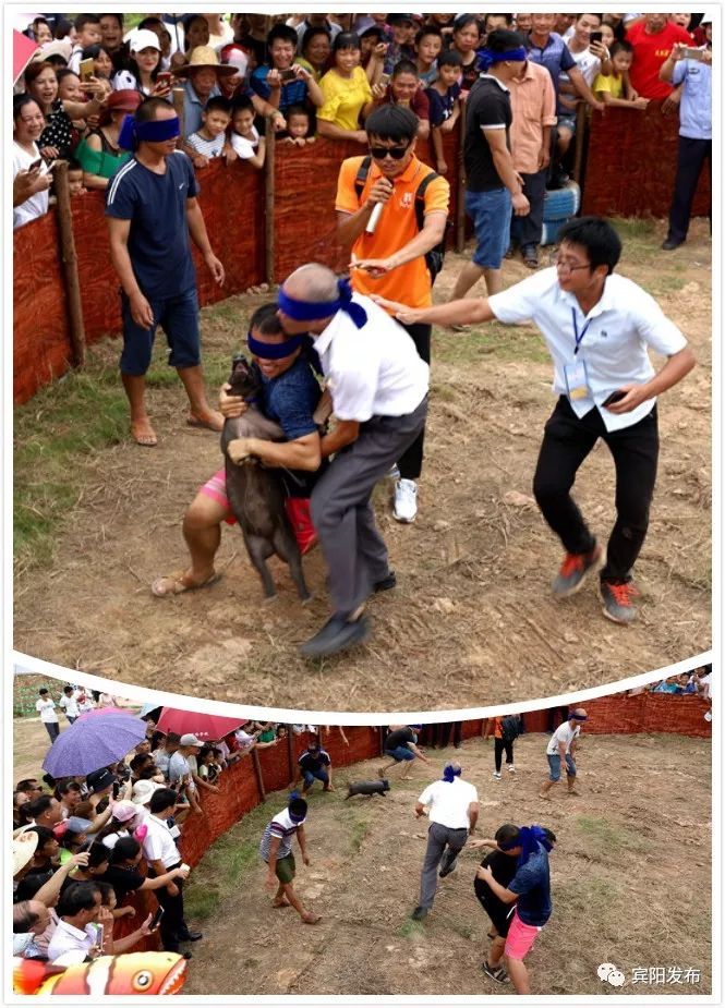 秋分客至月近人稻花香里闹丰年——宾阳县古辣镇第二届稻田艺术文化节暨首届农民丰收节开幕