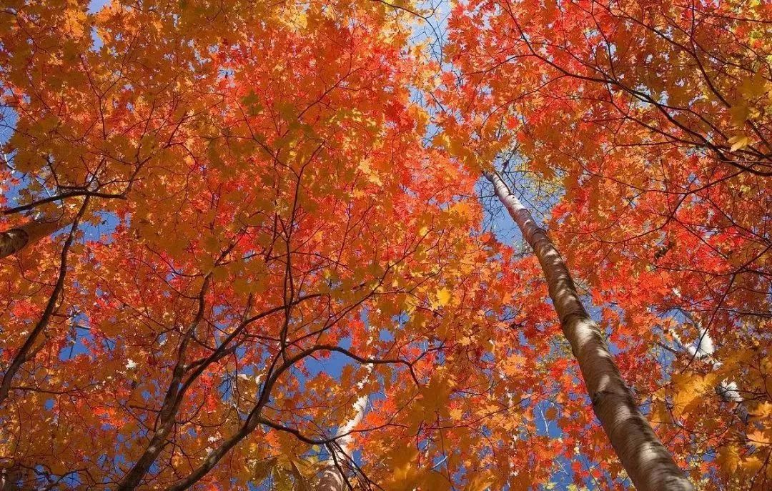 秋天适合旅游的地方易县,清西陵秋冬美景